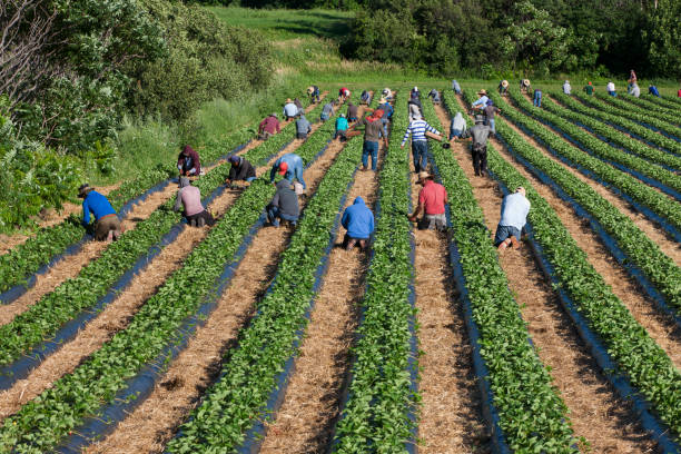 seasonal work visa